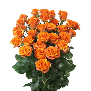 Роза тр смэшин 70 см Santreyd 24691 - Вид №1