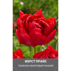 Тюльпан махровый ранний Ферст Прайс луковицы 10 89432964 STLM-2035310