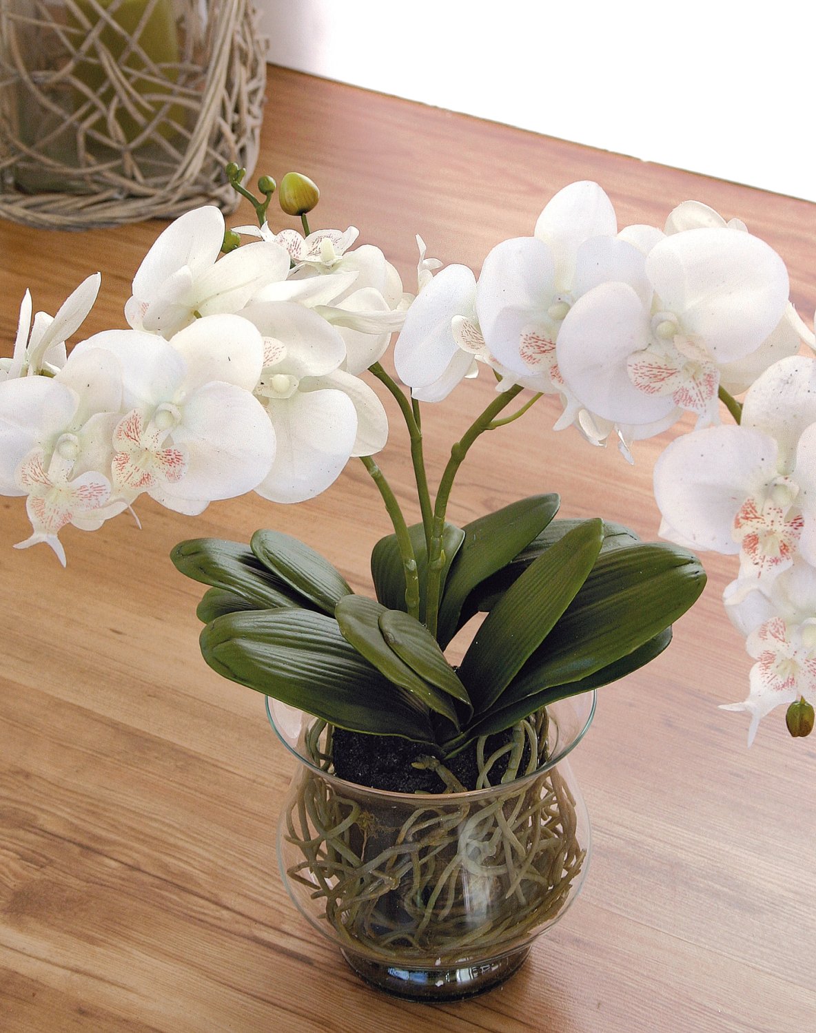 2587 778 a3 Пластиковая орхидея Phalaenopsis в стеклянном горшке, 58 см, real touch, бежево-белая H-andreas  - Вид №1