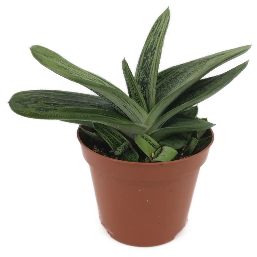 Суккулент Гастерия Santreyd в горшке ø8 см с декоративными листьями 82935538 STLM-0038142