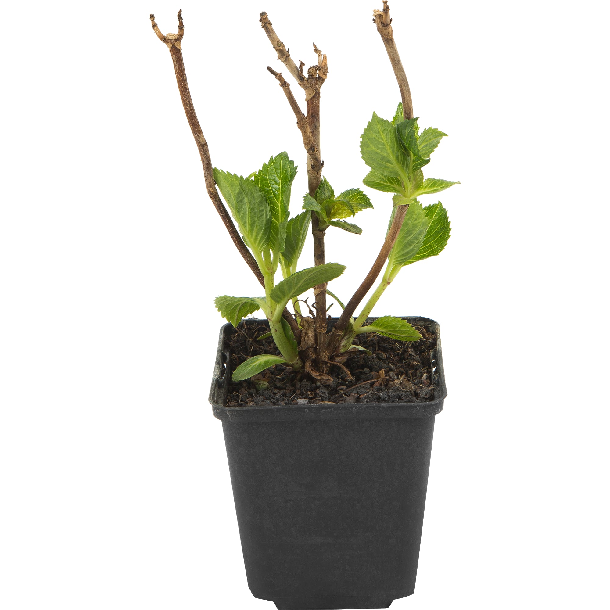 82601824 Гортензия крупнолистная «Бель Седакшэн» 9x20 см Santreyd  - Вид №2