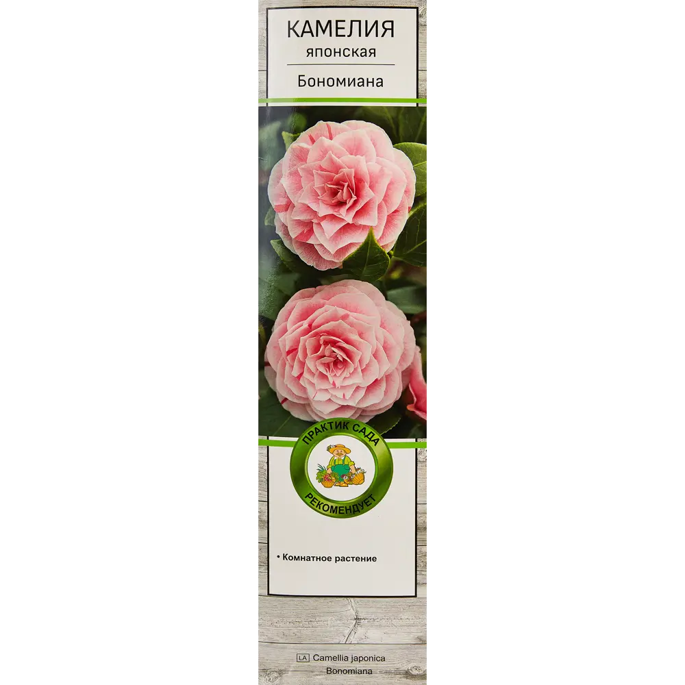 Камелия японская Бономиана h37 см 83786955 STLM-2032058 Santreyd 