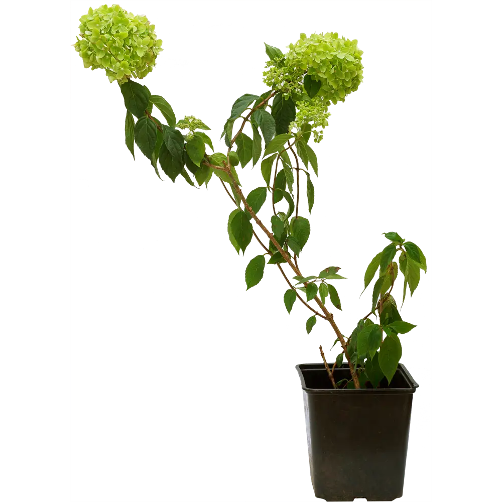 Гортензия метельчатая Little Lime C2 82365313 STLM-2146851 Santreyd 