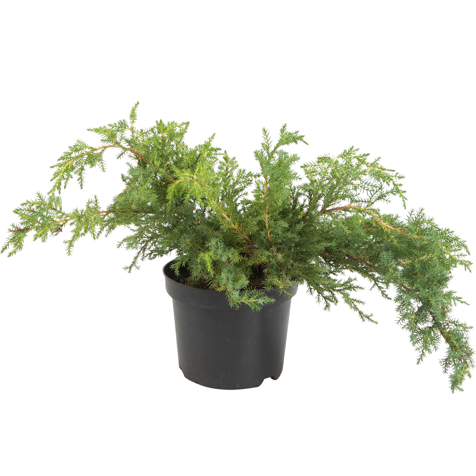 82644358 Можжевельник средний Голд Стар h 30 см С2 Santreyd 