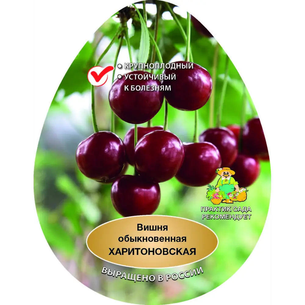 Вишня Харитоновская сетка h180 см 86544041 STLM-2000307 Santreyd 
