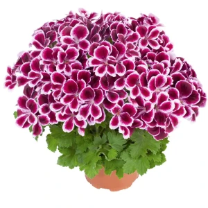 Пеларгония Ангел микс ø12 h7 см 89369020 STLM-2030128