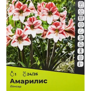Амариллис Дансер луковицы 24/26 89354467 STLM-2031829