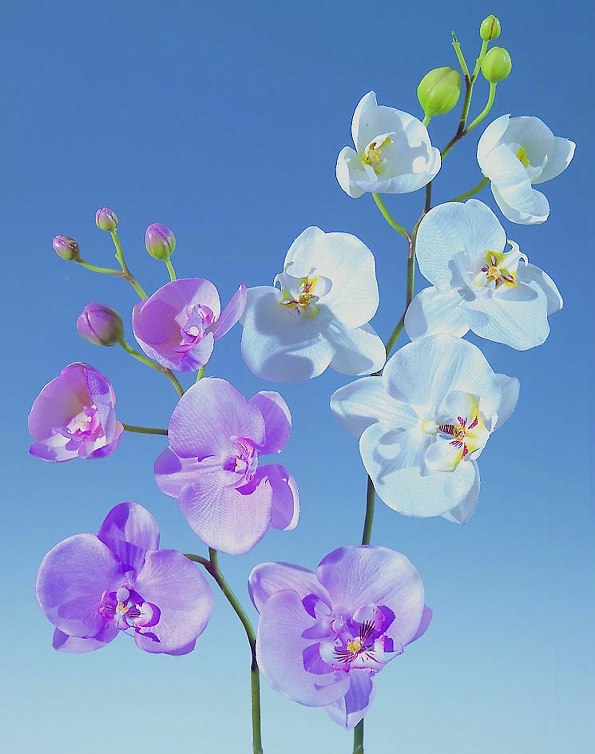 2368 777 a2 Орхидея Фаленопсис шелковая, 75 см, белая H-andreas 