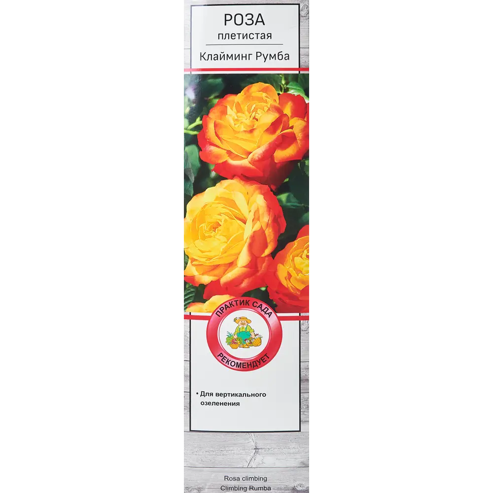 Роза плетистая Клайминг Румба h100 см 86543286 STLM-2120621 Santreyd 