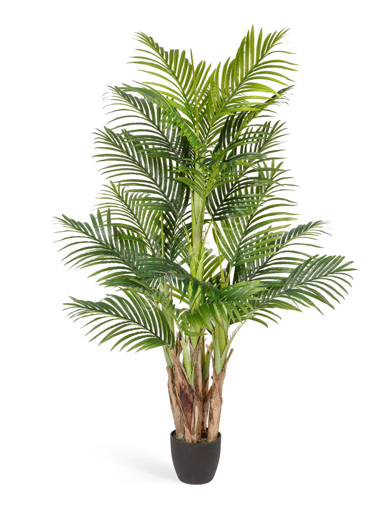 10.071408 Пальма Арека Бетель 5 стволов Цветочная коллекция 