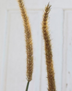 6814 788 a3 Искусственная трава для китайского фонтана, 180 см, бежево-зеленая H-andreas