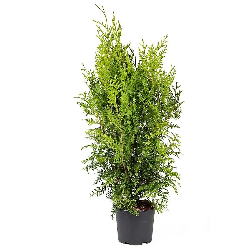 Santreyd Туя Брабант - вечнозелёный солитер для живых изгородей 82621058 STLM-0031972