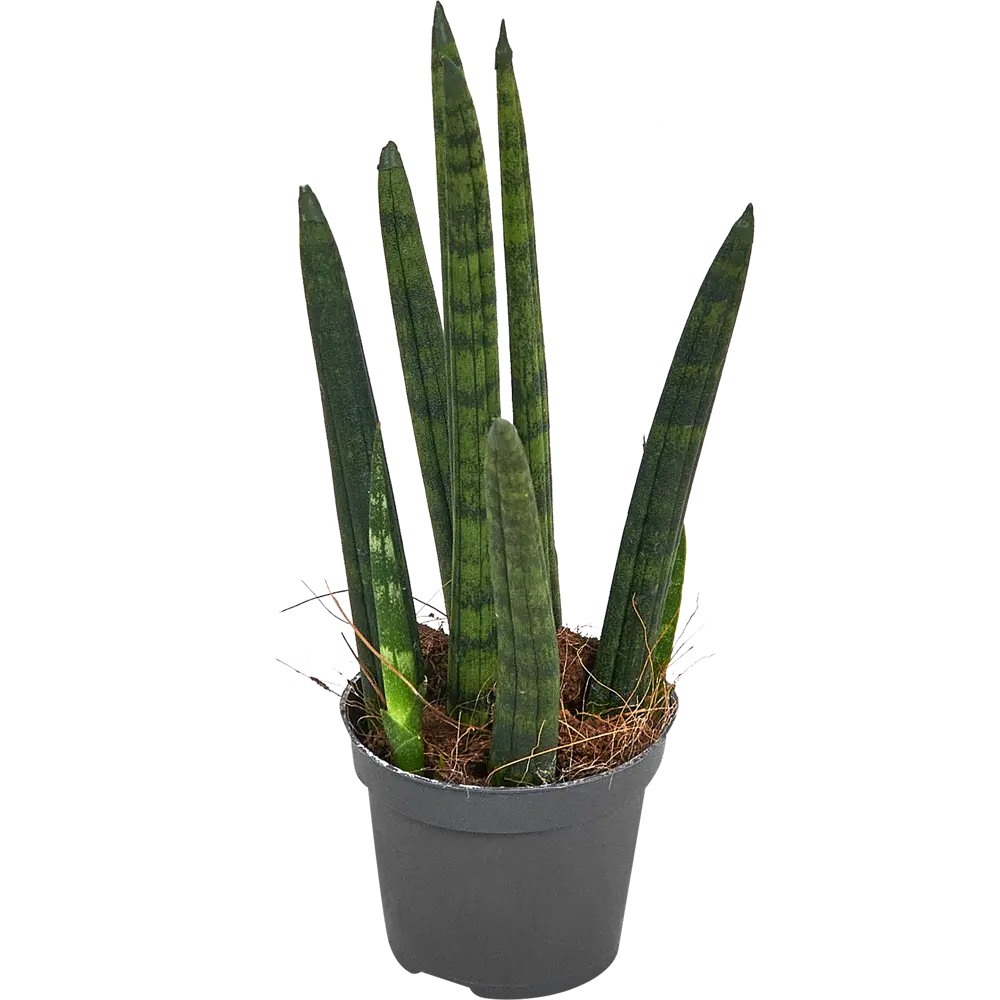 Santreyd Сансевиерия Цилиндрика Ракета - элегантный суккулент для интерьера 87959861 STLM-0950742 - Вид №1