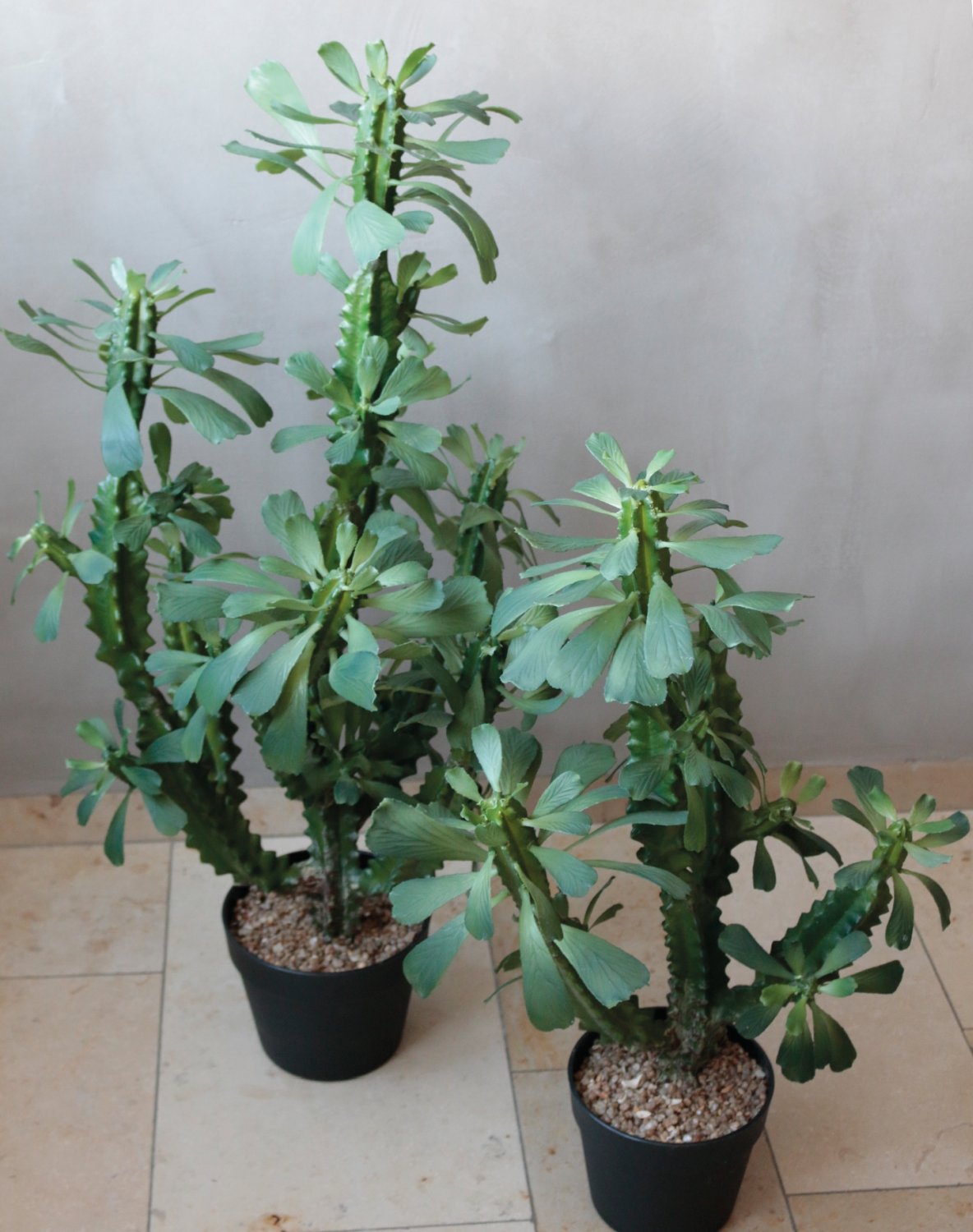 6147 883 a3 Молочай искусственный тригона, горшечный, 63 см, зеленый H-andreas  - Вид №7