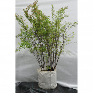 82676655 Спирея Ван-гутта 50x100-125 см