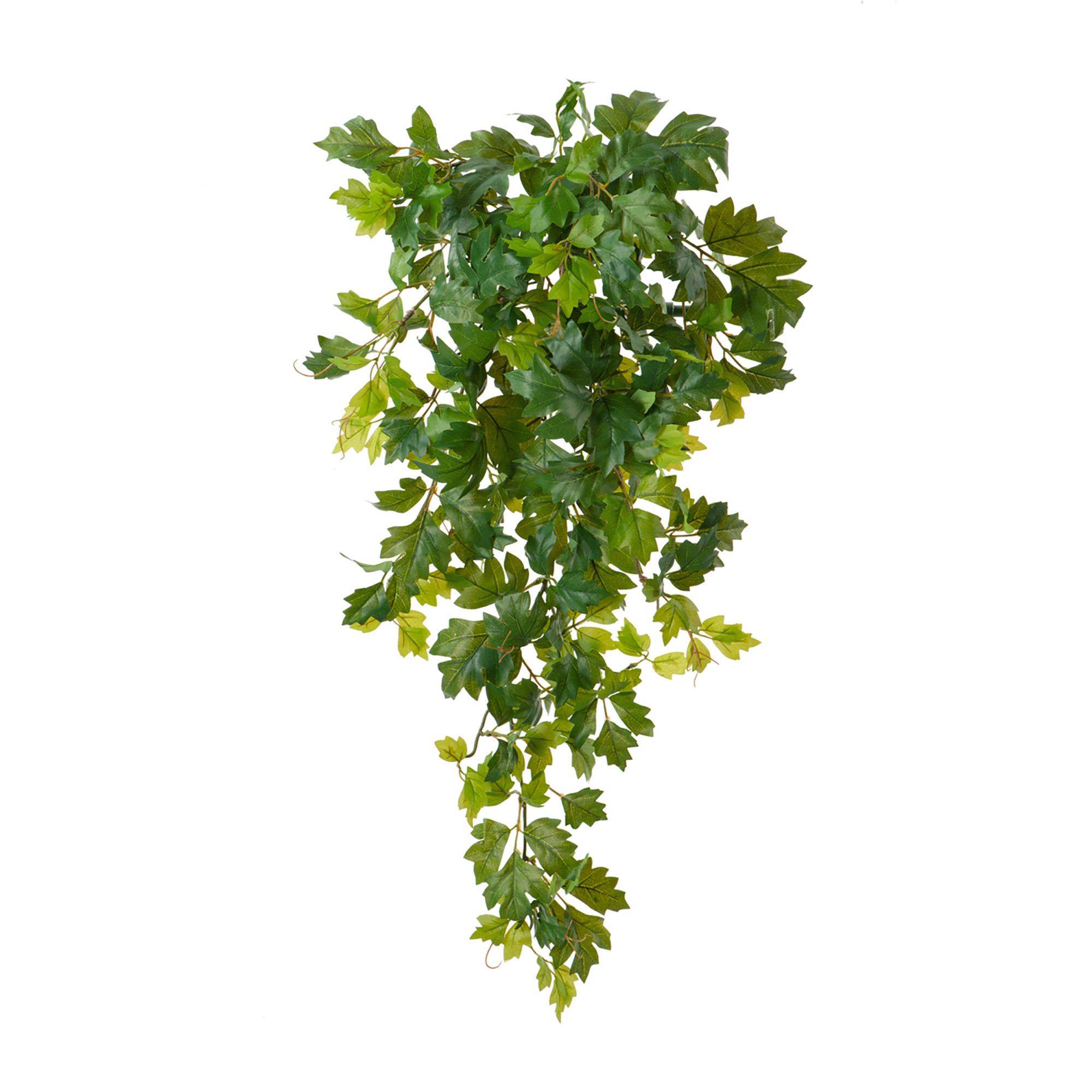 2000983174772 Циссус Новый ампельный ROOMERS 