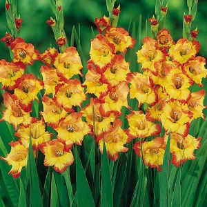 Гладиолус «Princess Margaret Rose», 10х12 см 13488949 STLM-2106527