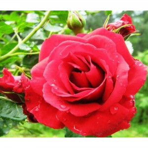 85589093 Роза плетистая Красный Маяк ø15 h30 см