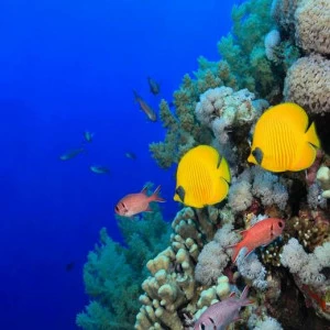 WP00382 Фотообои Verol Фотообои decoline 1х1 м