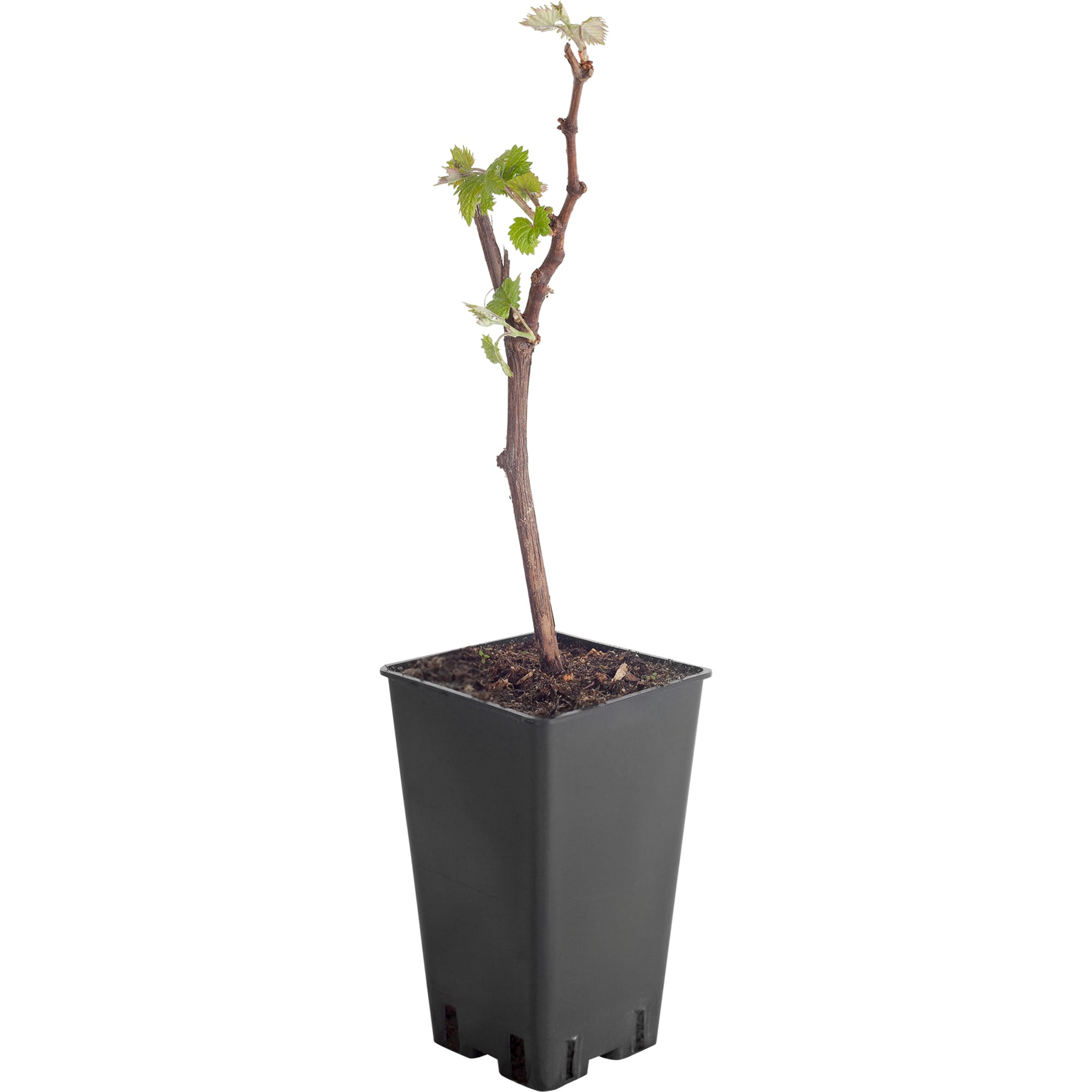 81954908 Виноград плодовый С2 «Саперави северный» h50 Santreyd 