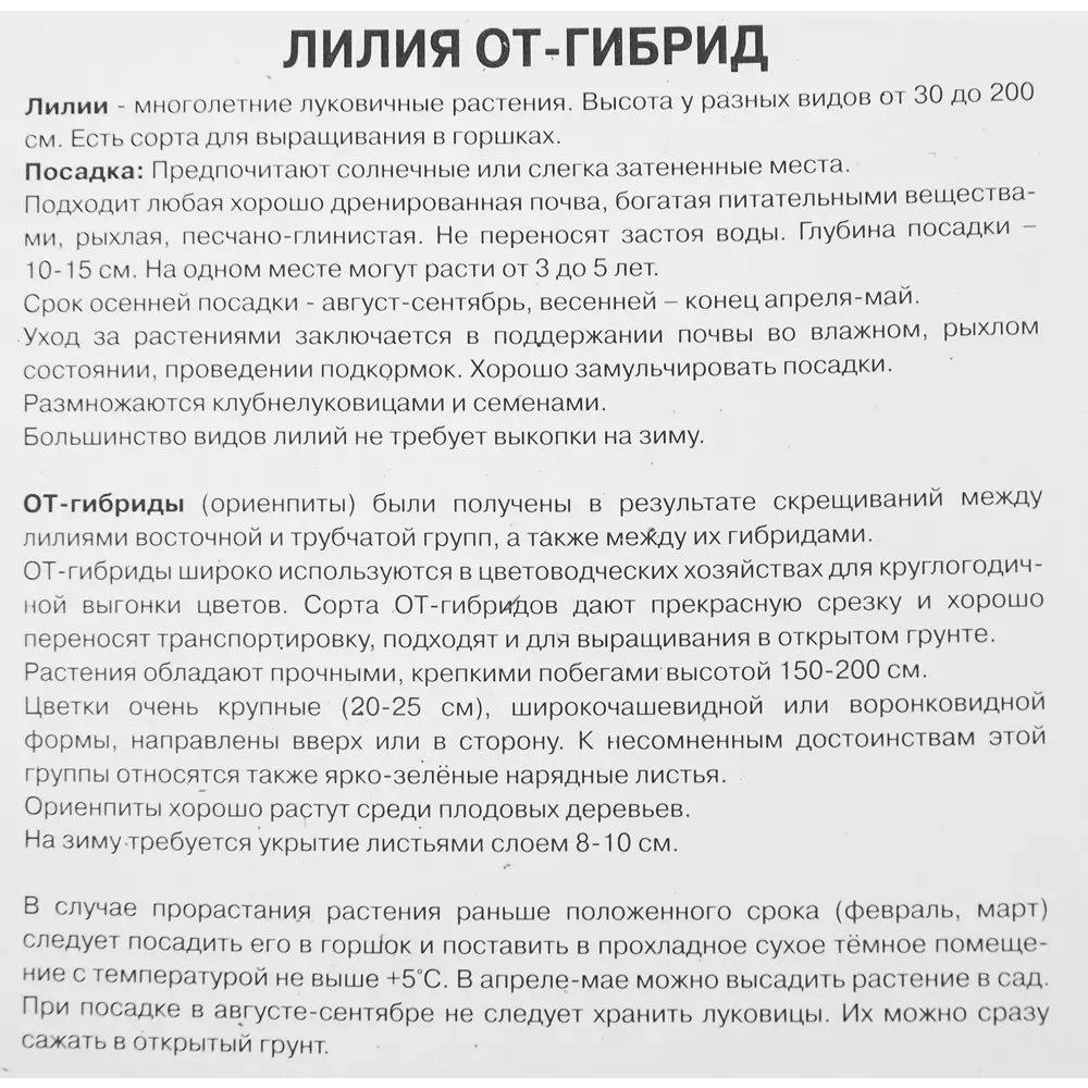 Лилия ОТ-гибрид Серано 1 шт. 83588552 STLM-2119904 Santreyd  - Вид №2