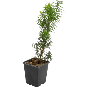 Тис средний «Хикси» 9x20 см 82601670 STLM-2204777