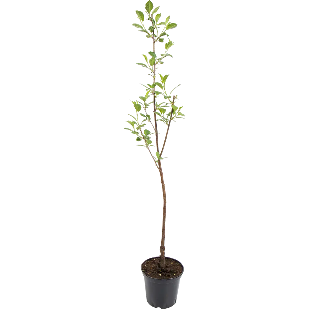 Вишня Харитоновская Santreyd - саженец для богатого урожая 82585396 STLM-0030729