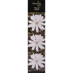 Магнолия лебнера в тубе 82142812 STLM-2113137