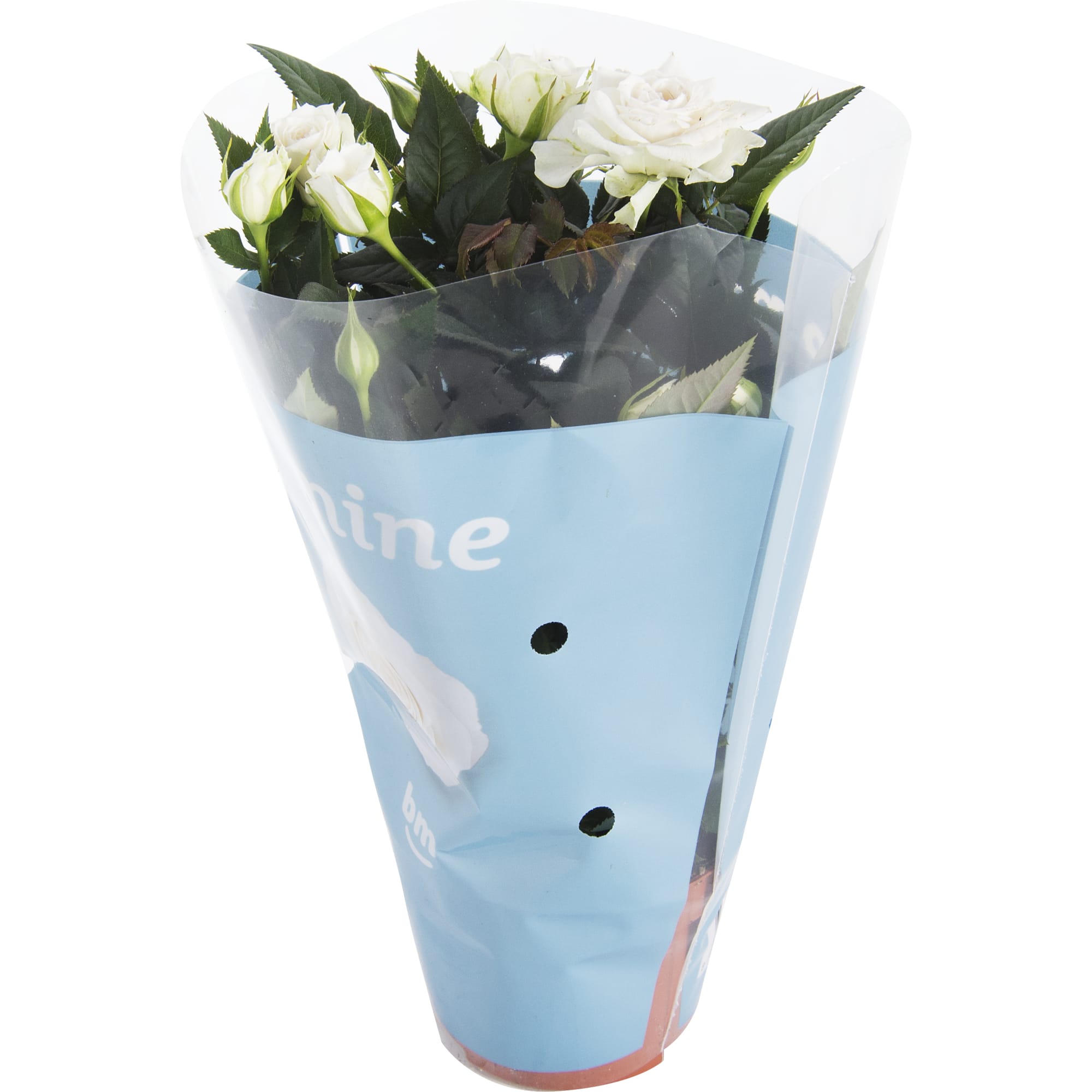 82046457 Роза «Бау Монде» микс Santreyd  - Вид №3