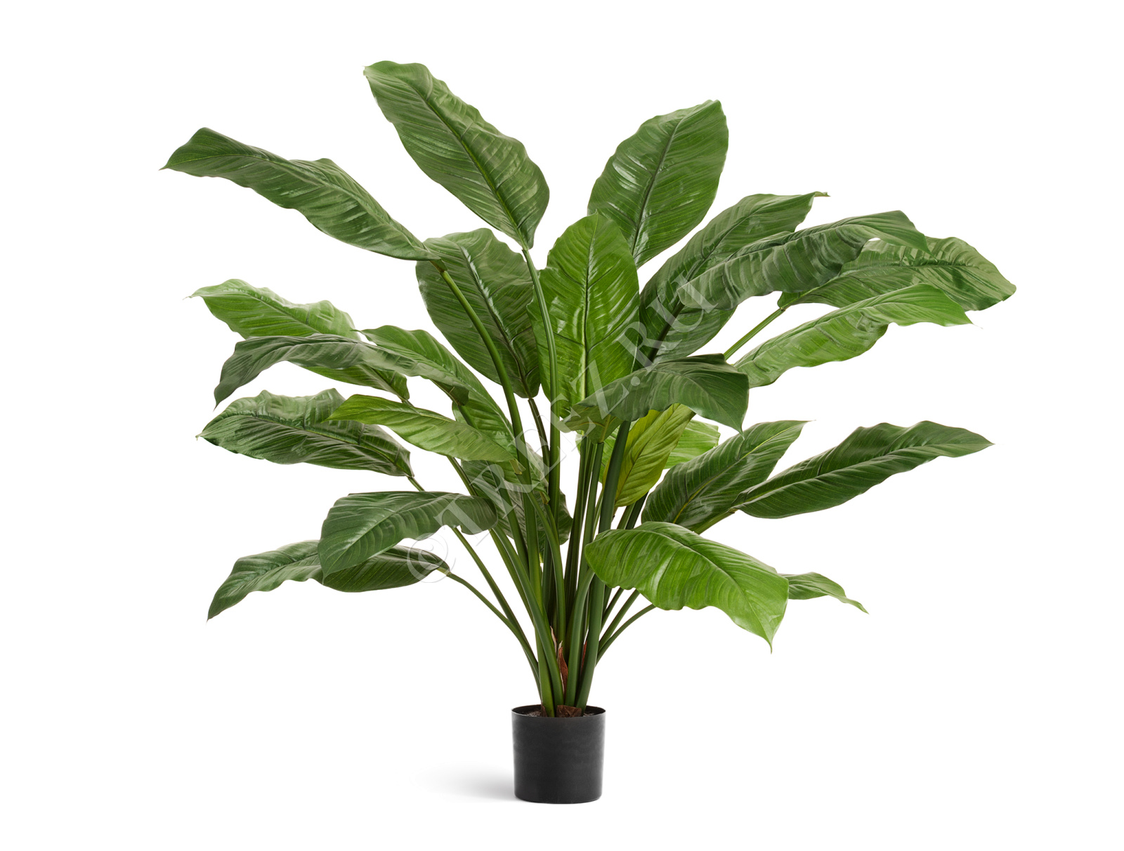 20.1016N Спацифилум Гигант (без цветов) Цветочная коллекция 