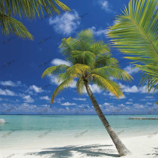 4-883-Ari-Atoll Фотообои Komar Imagine Edition 2 254х184 м 4883ARIATOLL