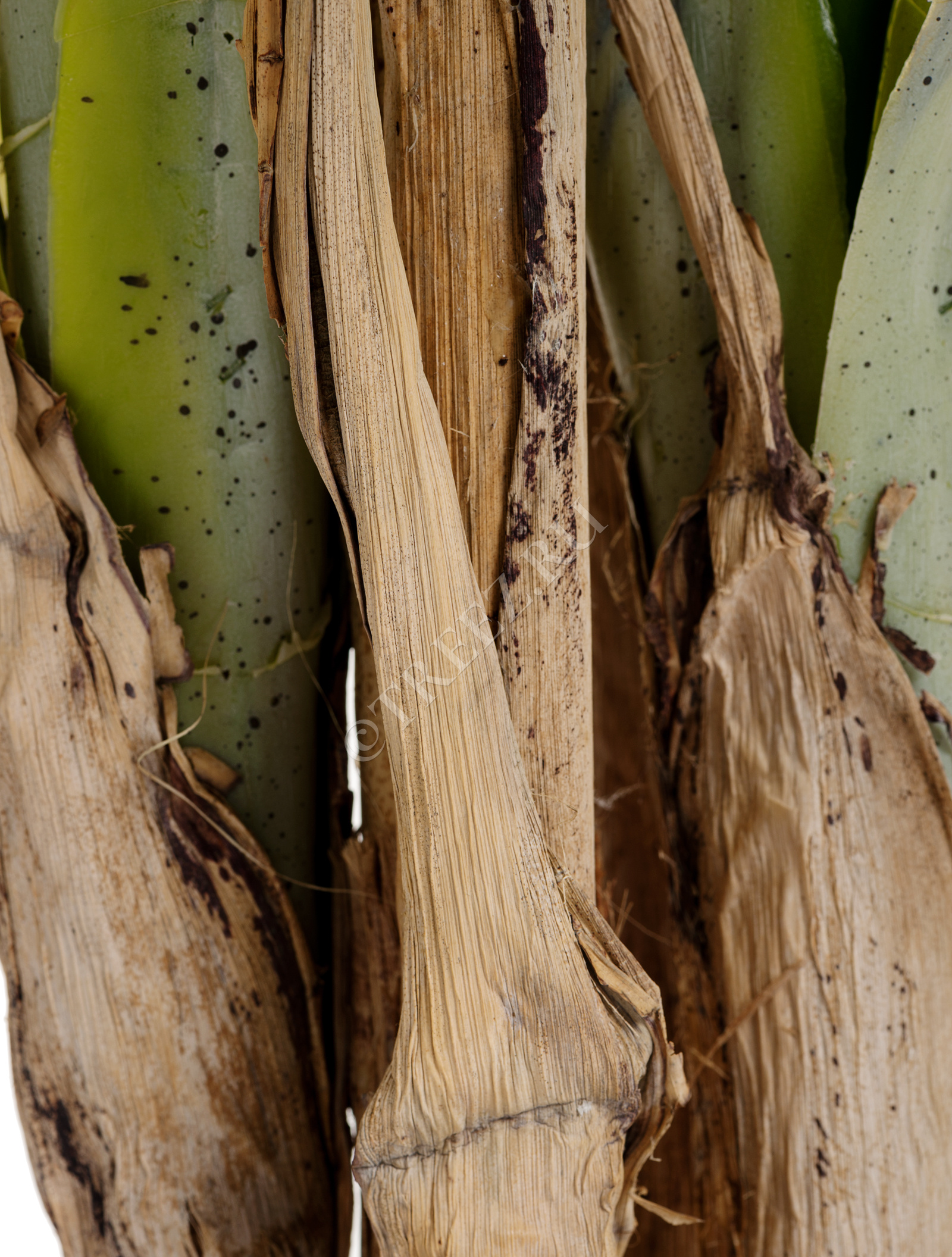 10.071923N Пальма Арека Катеху де Люкс Цветочная коллекция  - Вид №1