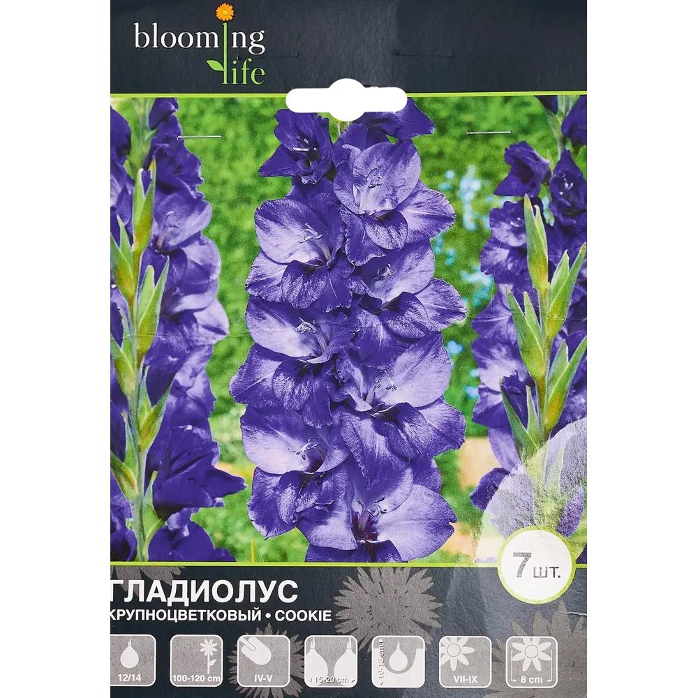 Гладиолус крупноцветковый Куки 7 шт. 83628480 STLM-2209771 BLOOMING LIFE 