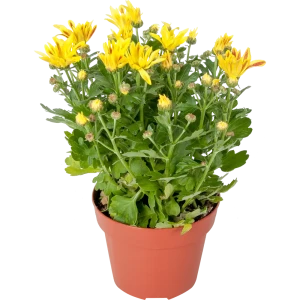 Хризантема Лайк 14x27 см 82399758 STLM-2087781