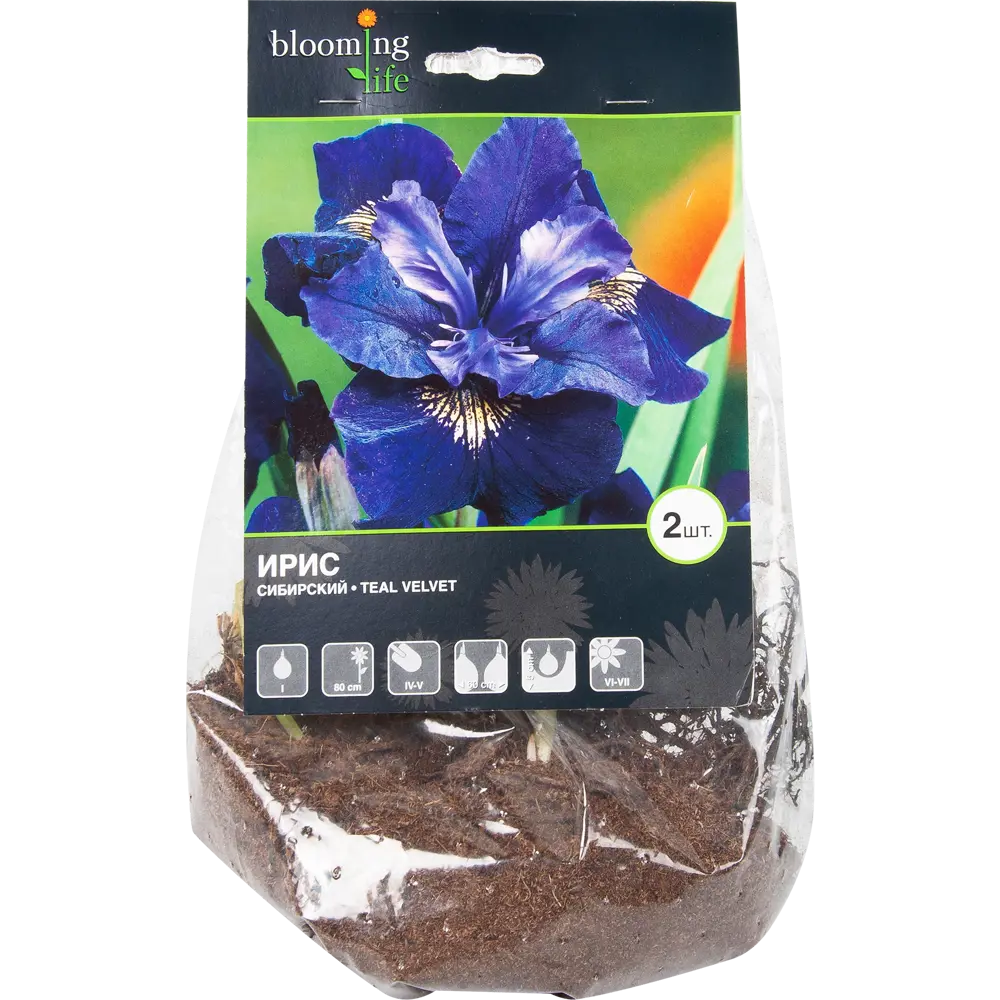 Ирис сибирский «Тил Вельвет» 82539352 STLM-2175756 BLOOMING LIFE  - Вид №1