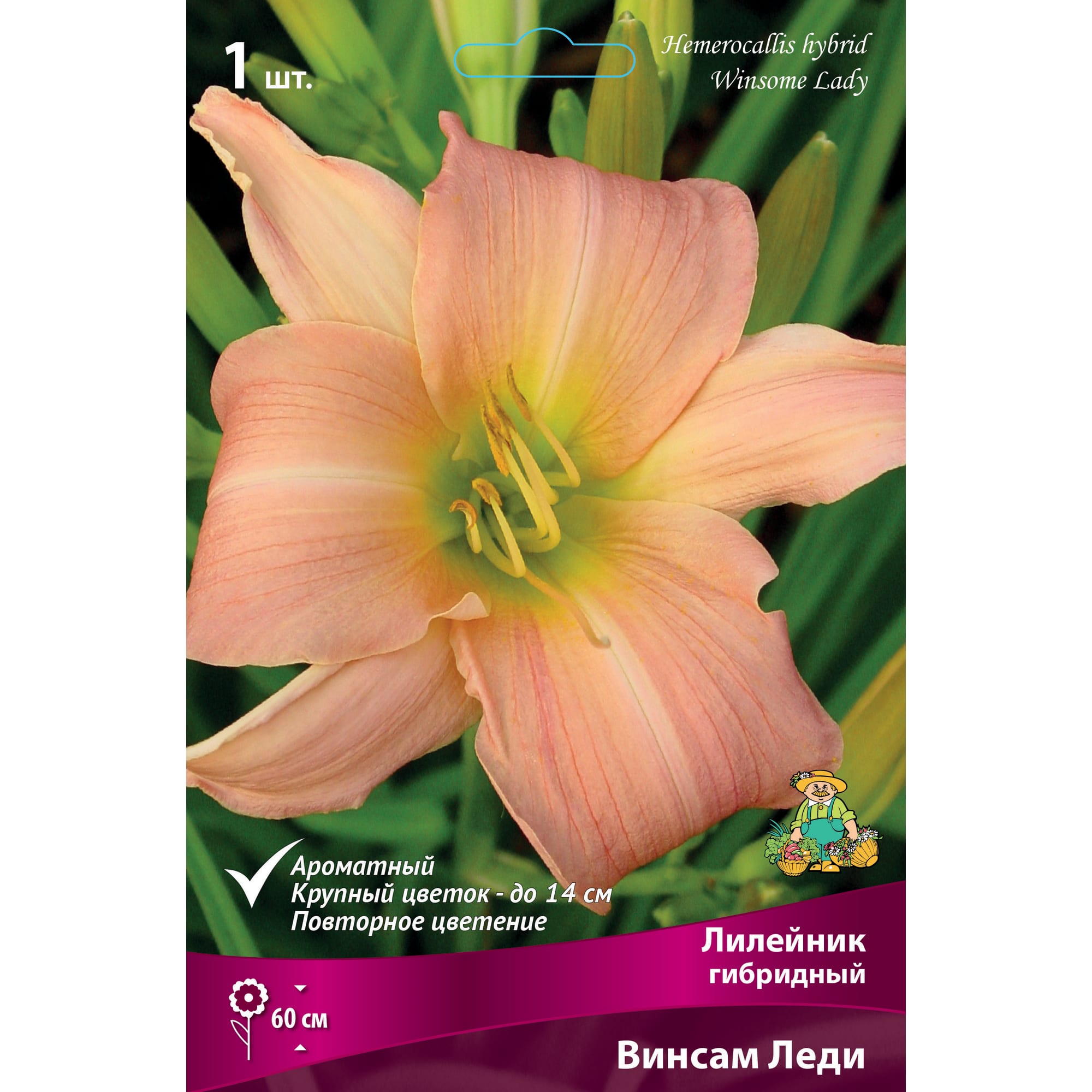 88295001 Лилейник гибридный Винсам леди луковица I Santreyd 