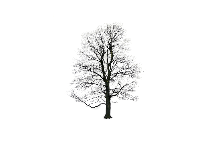 Дерево Magis sun-id-1329002 - Вид №6