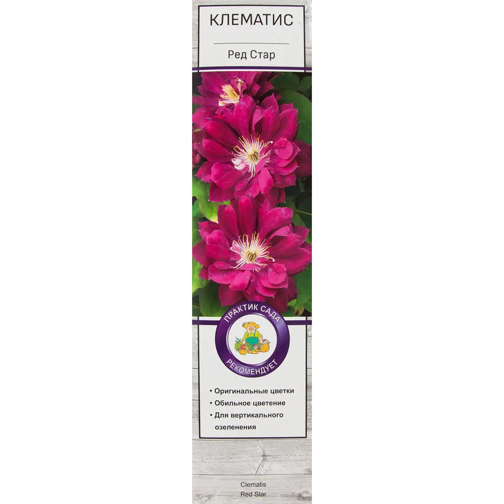 Клематис Ред Стар в тубе Поиск Инвест 81951267 STLM-2028485 Santreyd 