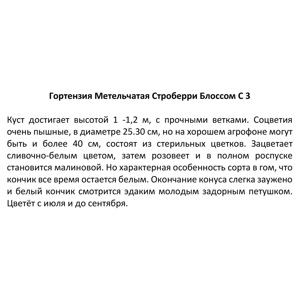 Гортензия метельчатая Santreyd - пышный кустарник с крупными соцветиями 82703595 STLM-0034459 - Вид №3