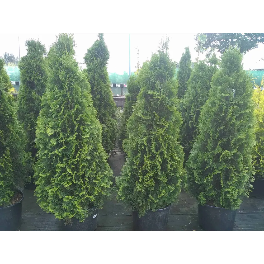 Туя западная «Холмструп» 22x60 см 82625390 STLM-2109222 Santreyd 