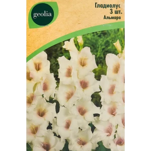Гладиолус крупноцветковый Альмара Geolia 3 шт