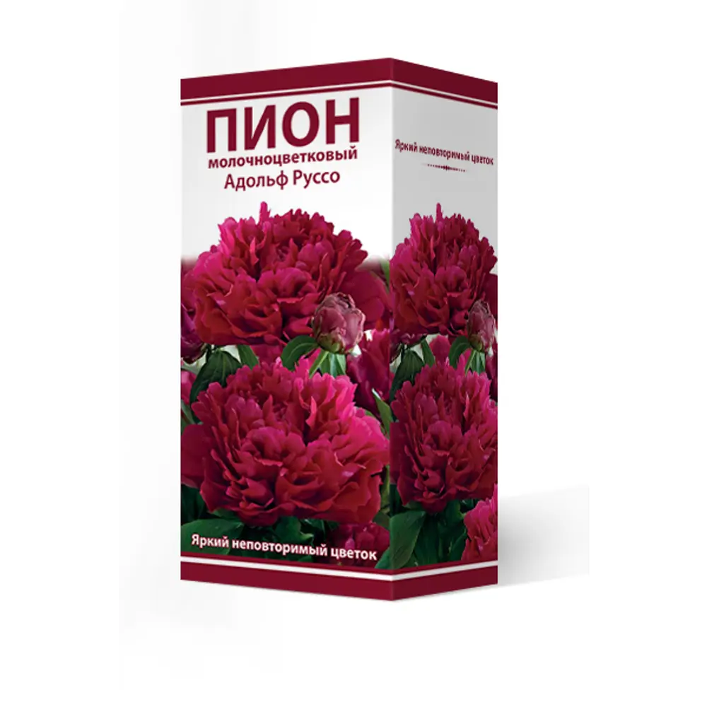 Пион молочноцветковый Адольф руссо разбор 2-3 88294980 STLM-2133262 Santreyd 
