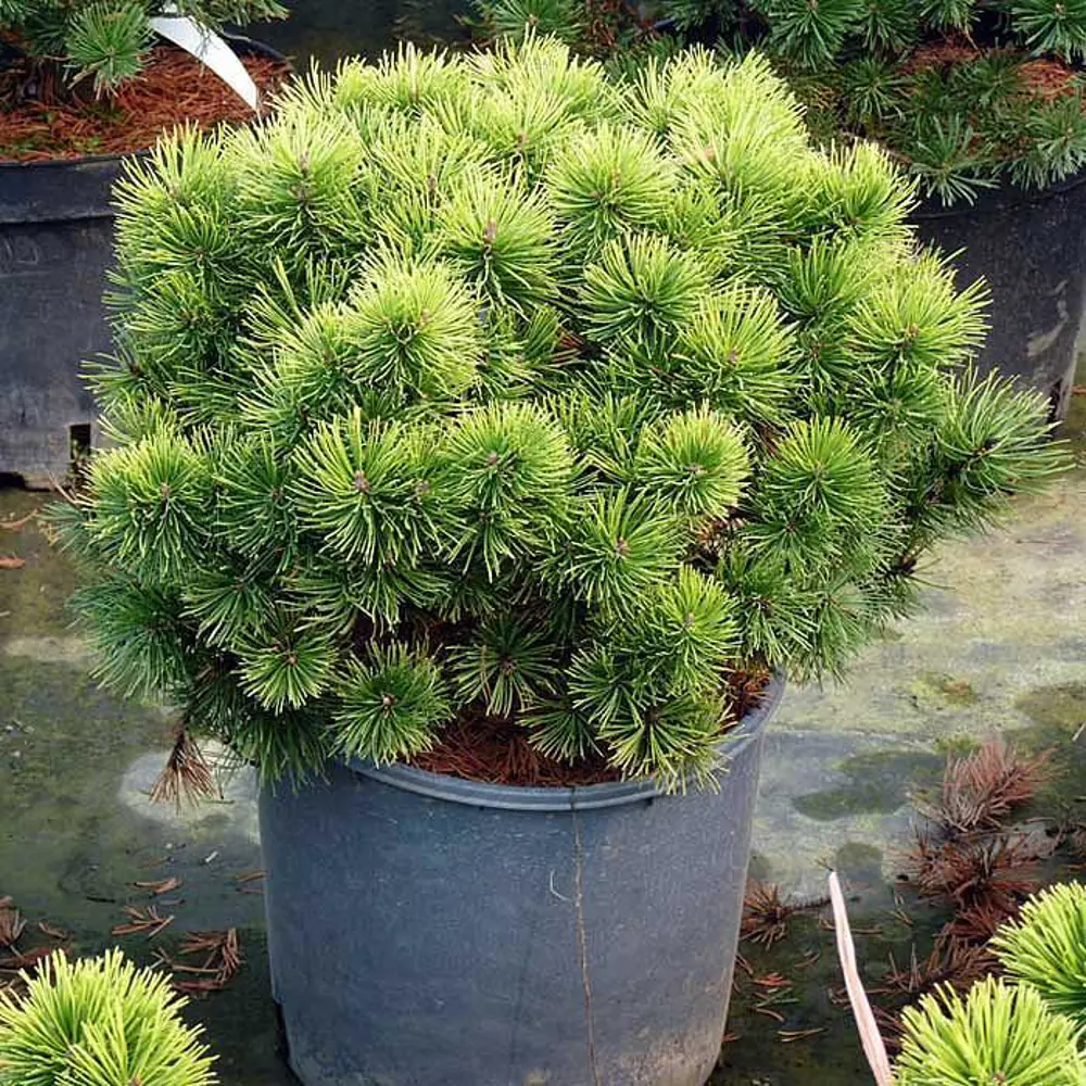 Сосна горная Офир ø15 h30 см 84834219 STLM-2184561 PLANTMARKET 