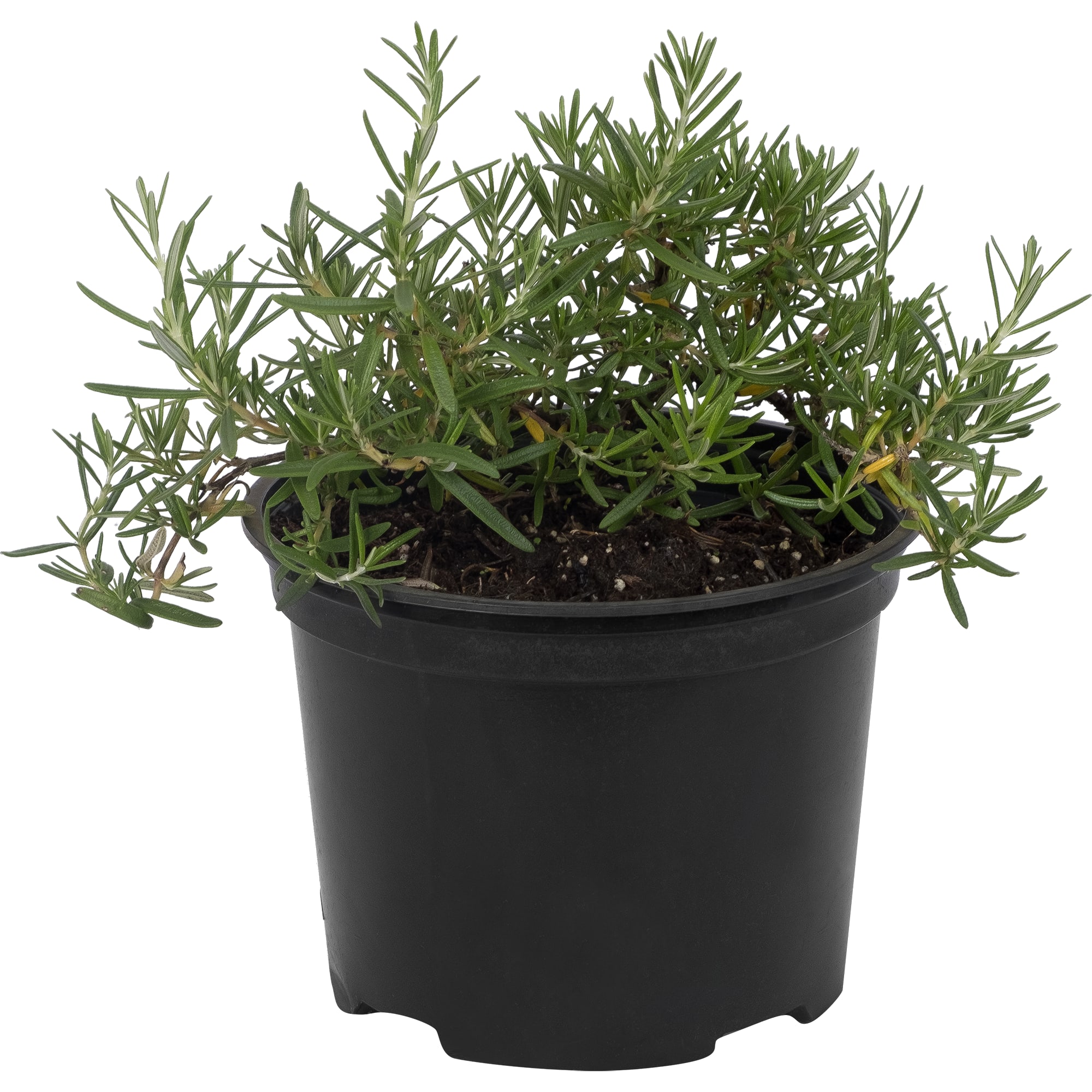 82219526 Розмарин лекарственный «Простратус» 1.5 л h15 см Santreyd 