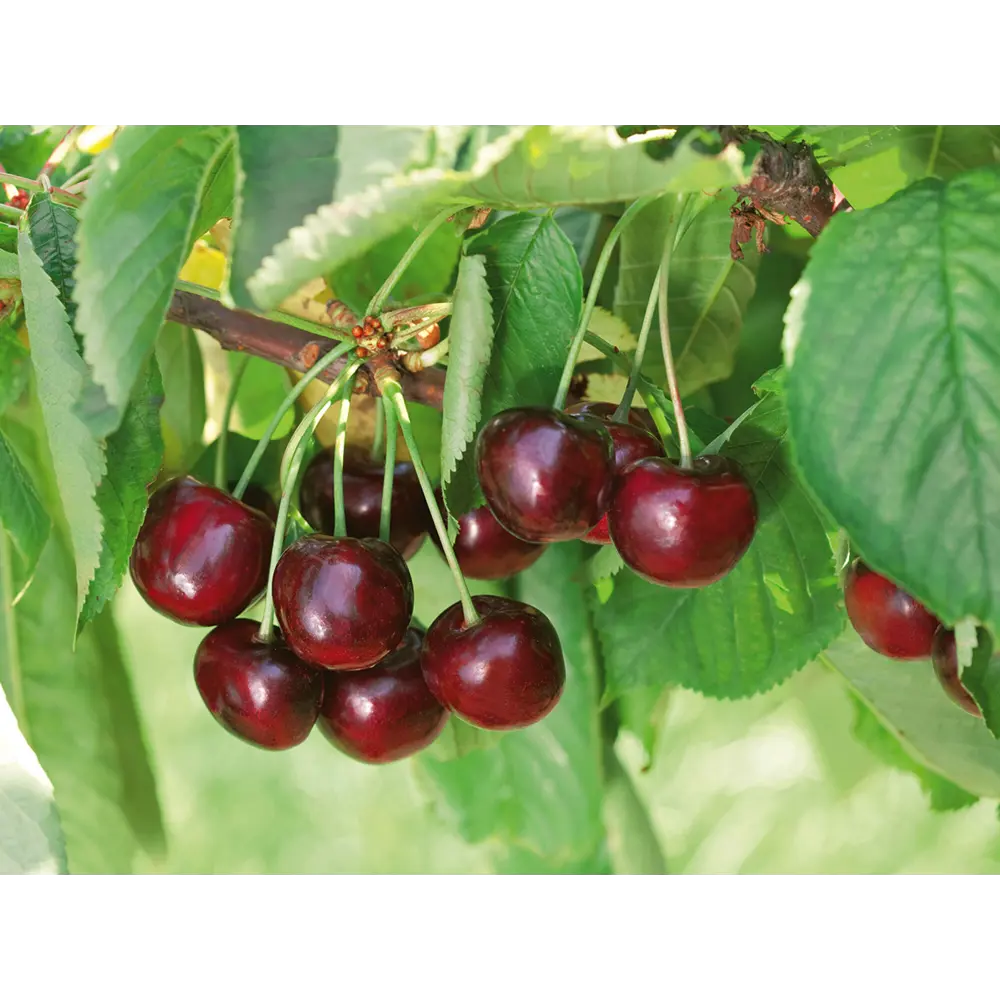 Черешня «Ипуть» 1 год 12.5x30-50 см 82610476 STLM-2172911 Santreyd  - Вид №2