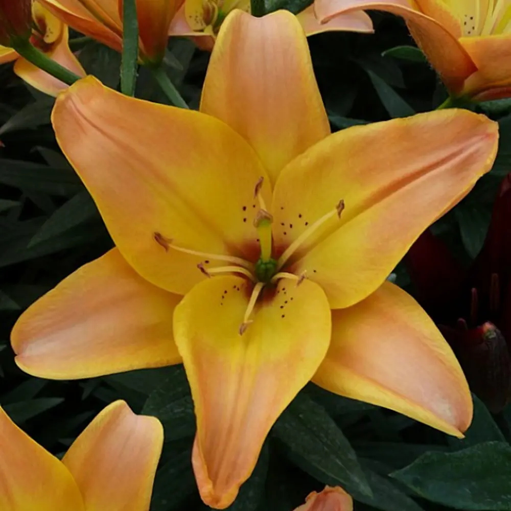 Лилия азиатская Изи Фентази 2 шт. 83628520 STLM-2026464 BLOOMING LIFE 