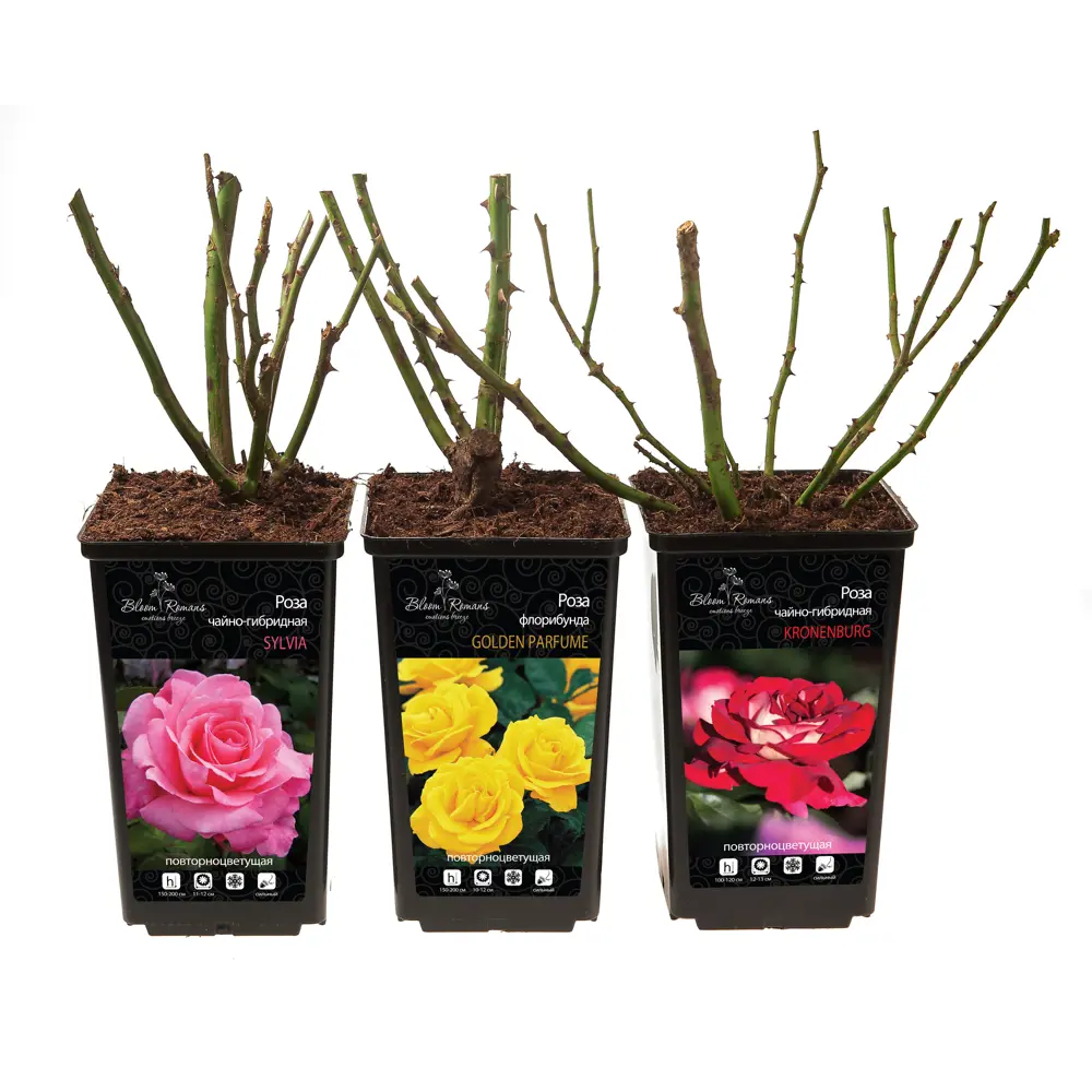 Роза Флорибунда Santreyd - пышное цветение с крупными соцветиями 84721375 STLM-0054016 - Вид №2