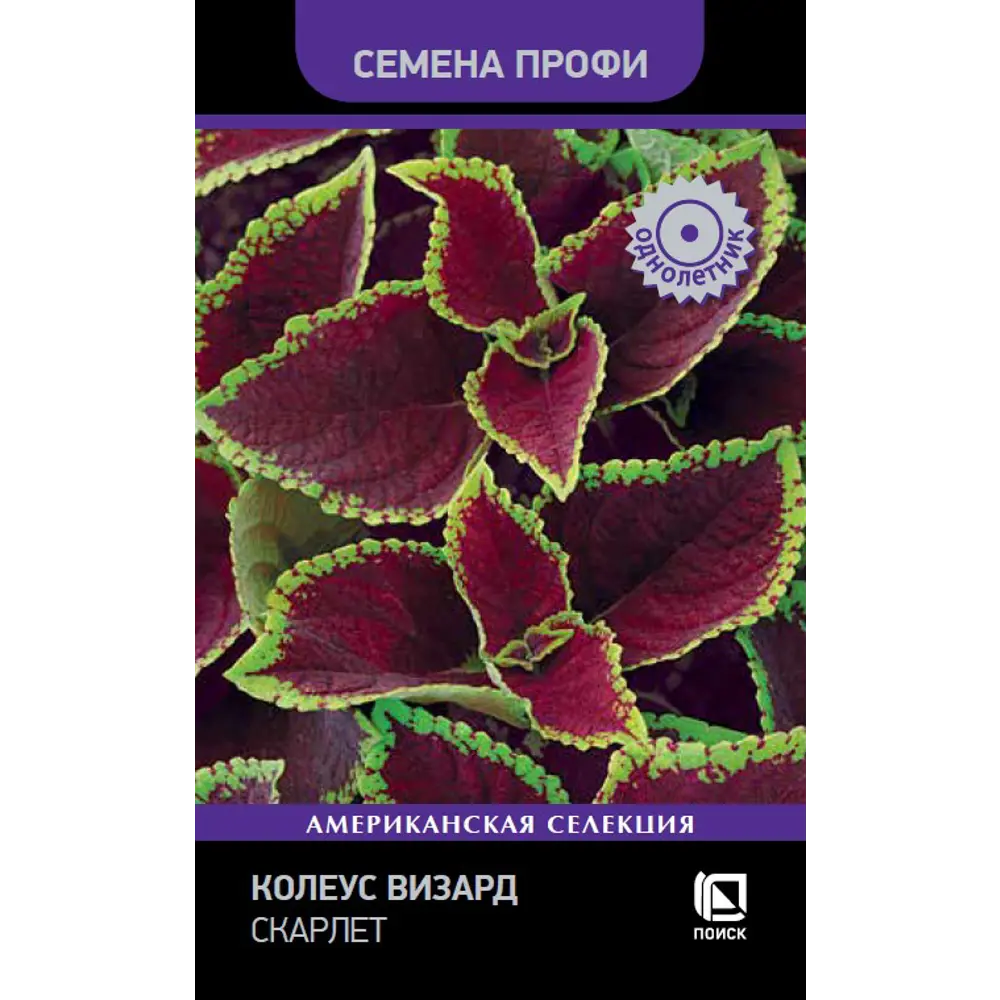 Колеус Визард Скарлет ПОИСК - декоративное растение с бордово-зелеными листьями 89402691 STLM-1570263