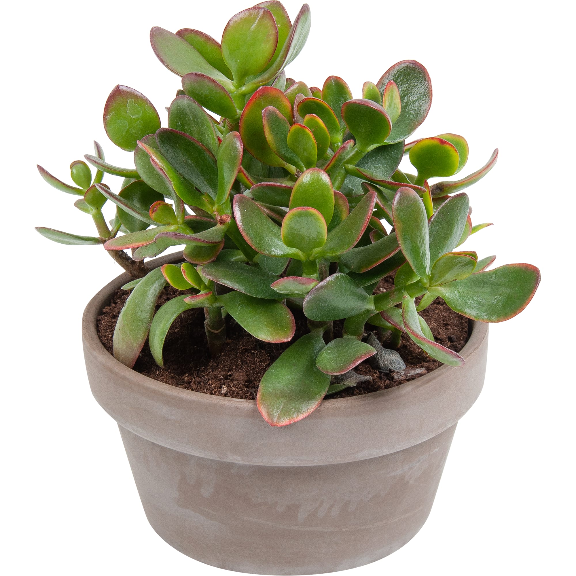 82850441 Крассула в каменной чаше 17х22 см Santreyd 