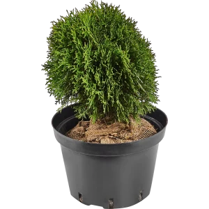 Туя западная «Тини Тим» 40x30-40 см 82625364 STLM-2023535